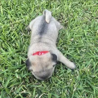 Lexi , a female Pug for sale in Port Lavaca, TX – Photo 7 of 8