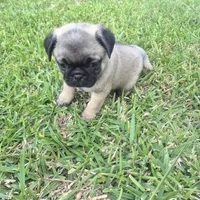 Lexi , a female Pug for sale in Port Lavaca, TX – Photo 6 of 8