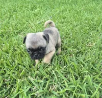 Enzo, a male Pug for sale in Port Lavaca, TX – Photo 3 of 6