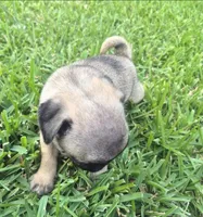 Enzo, a male Pug for sale in Port Lavaca, TX – Photo 4 of 6
