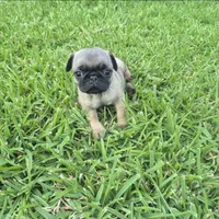 Enzo, a male Pug for sale in Port Lavaca, TX – Photo 2 of 6