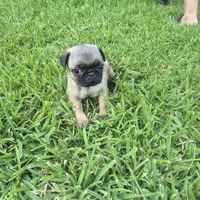Enzo, a male Pug for sale in Port Lavaca, TX – Photo 1 of 6