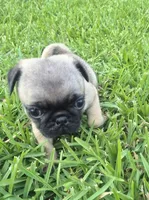 Enzo, a male Pug for sale in Port Lavaca, TX – Photo 6 of 6