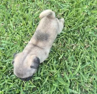 Enzo, a male Pug for sale in Port Lavaca, TX – Photo 5 of 6