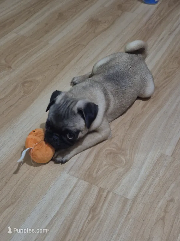 Stephan jr. – Pug puppy for sale in Port Lavaca, TX