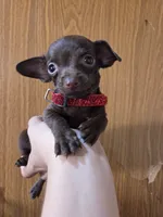 teacup chihuahua, a male Chihuahua for sale in Santa Fe Springs, CA – 2 of 4