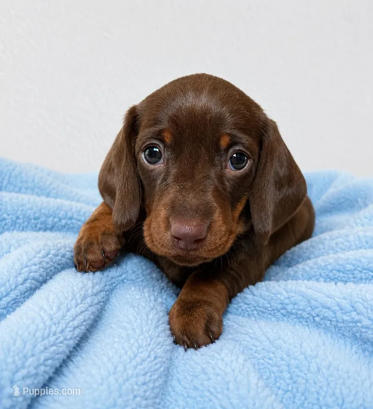 Miniature dachshund  – Miniature Dachshund puppy for sale in Fountain Valley, CA