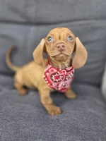 Dachshund , a male Dachshund for sale in Fountain Valley, CA – 2 of 2
