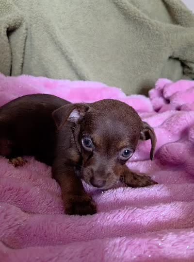Cocoa, a female Chihuahua for sale in Santa Fe Springs, CA – 5 of 5
