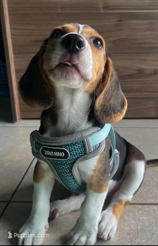 Zeus  – Beagle puppy for sale in Santa Fe Springs, CA