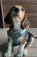 Zeus , a male Beagle for sale in Santa Fe Springs, CA – 1 of 3
