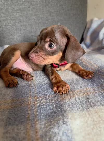 Hersheys, a male Chihuahua for sale in Santa Fe Springs, CA – 3 of 5