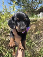 Dachshund miniature , a female Miniature Dachshund for sale in Fountain Valley, CA – 4 of 4