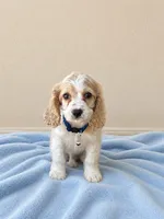 Cocker spaniel , a male Cocker Spaniel for sale in Fountain Valley, CA – 2 of 2