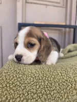 Bella, a female Beagle for sale in Santa Fe Springs, CA – 4 of 6