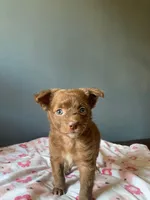  long hair Chihuahua  , a female Chihuahua for sale in Fountain Valley, CA – 2 of 2