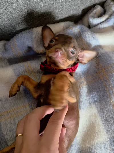 Hersheys, a male Chihuahua for sale in Santa Fe Springs, CA – 4 of 5