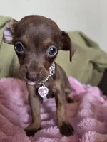 Cocoa, a female Chihuahua for sale in Santa Fe Springs, CA – 2 of 5
