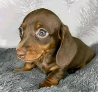 Hersheys, a male Miniature Dachshund for sale in Santa Fe Springs, CA – 2 of 2