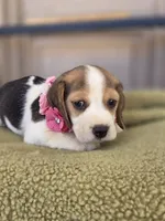 Bella, a female Beagle for sale in Santa Fe Springs, CA – 3 of 6