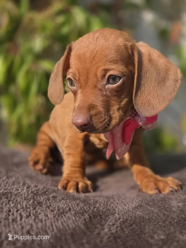 Miniature dachshund  – Miniature Dachshund puppy for sale in Fountain Valley, CA