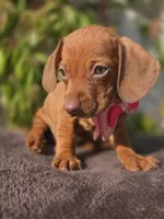 Miniature dachshund , a female Miniature Dachshund for sale in Fountain Valley, CA – 1 of 1