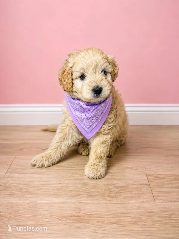 Maltipoo – Maltipoo puppy for sale in Fountain Valley, CA