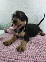 Miniature dachshund , a female Miniature Dachshund for sale in Fountain Valley, CA – 2 of 7