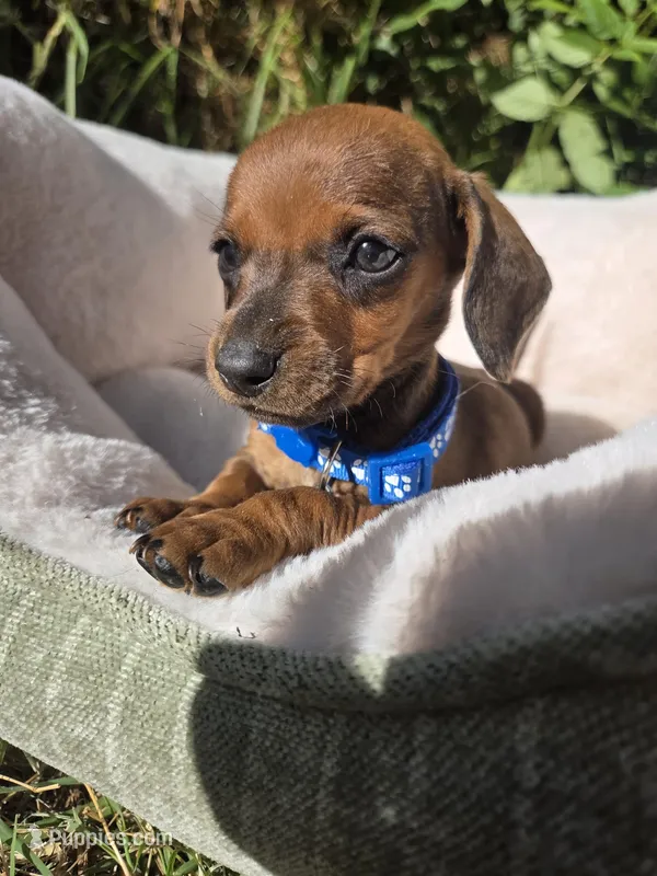 Miniature dachshund     – Miniature Dachshund puppy for sale in Fountain Valley, CA