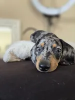 Dominic , a male Miniature Dachshund for sale in Fountain Valley, CA – 2 of 4