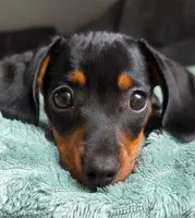 miniature dachshund , a male Miniature Dachshund for sale in Fountain Valley, CA – 2 of 2