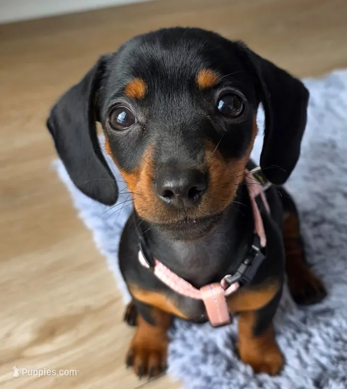 Miniature Dachshund   – Miniature Dachshund puppy for sale in Fountain Valley, CA