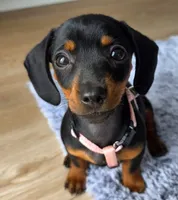 Miniature Dachshund  , a female Miniature Dachshund for sale in Fountain Valley, CA – 1 of 3