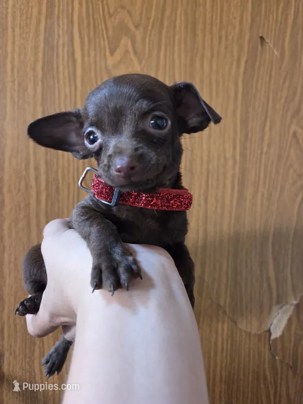 teacup chihuahua – Chihuahua puppy for sale in Santa Fe Springs, CA