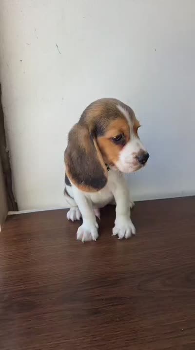 Beagle, a male Beagle for sale in Santa Fe Springs, CA – 3 of 3