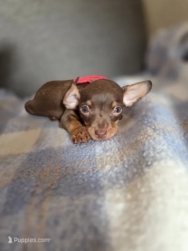 Hersheys – Chihuahua puppy for sale in Santa Fe Springs, CA