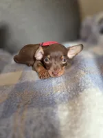 Hersheys, a male Chihuahua for sale in Santa Fe Springs, CA – 1 of 5
