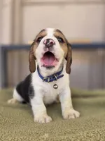 Beagle, a male Beagle for sale in Santa Fe Springs, CA – 2 of 2