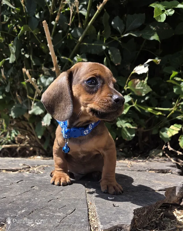 Dachshund miniature, a male Miniature Dachshund for sale in Fountain Valley, CA – 1 of 3