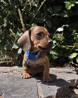 Dachshund miniature, a male Miniature Dachshund for sale in Fountain Valley, CA – 1 of 3