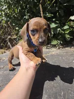 Dachshund miniature, a male Miniature Dachshund for sale in Fountain Valley, CA – 3 of 3