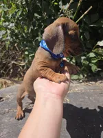 Dachshund miniature, a male Miniature Dachshund for sale in Fountain Valley, CA – 2 of 3