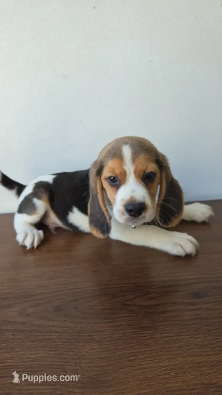 Beagle – Beagle puppy for sale in Santa Fe Springs, CA