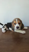 Beagle, a male Beagle for sale in Santa Fe Springs, CA – 1 of 3