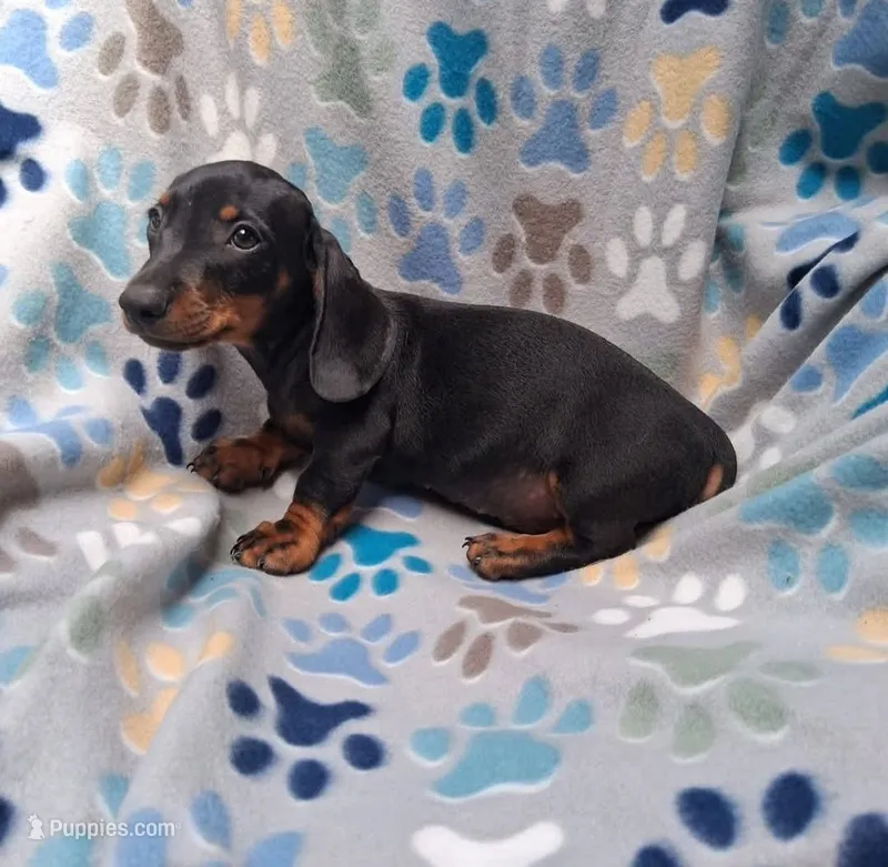Dachshund miniature – Miniature Dachshund puppy for sale in Fountain Valley, CA