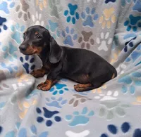 Dachshund miniature, a male Miniature Dachshund for sale in Fountain Valley, CA – 1 of 1