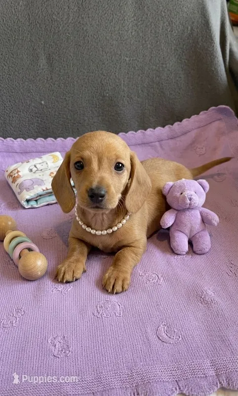 Dachshund Miniature  – Miniature Dachshund puppy for sale in Fountain Valley, CA
