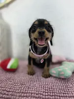 Miniature dachshund , a female Miniature Dachshund for sale in Fountain Valley, CA – 5 of 7
