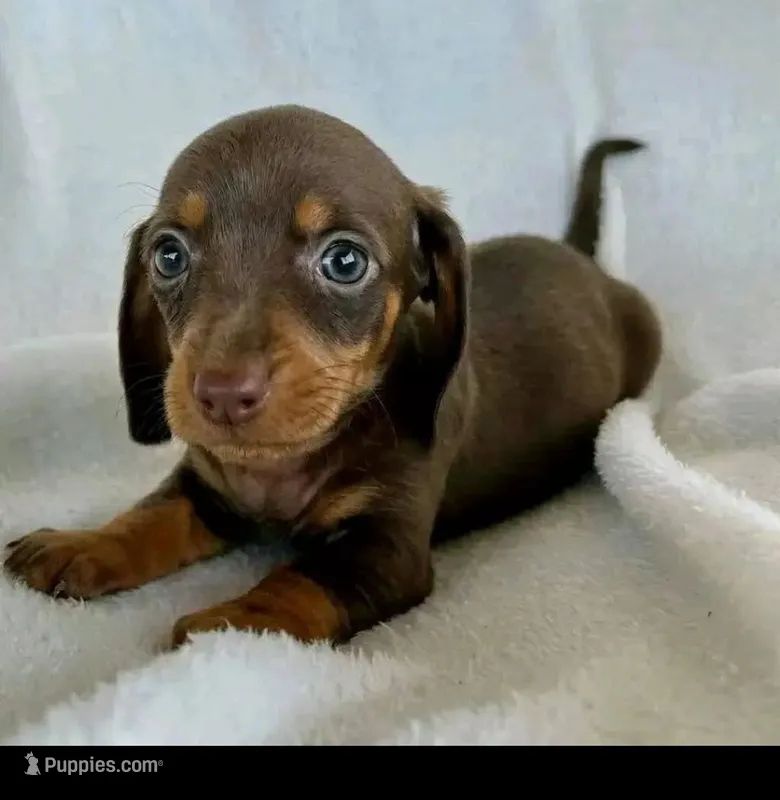Cocoa  – Miniature Dachshund puppy for sale in Santa Fe Springs, CA