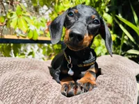 Dachshund , a male Dachshund for sale in Fountain Valley, CA – 2 of 2